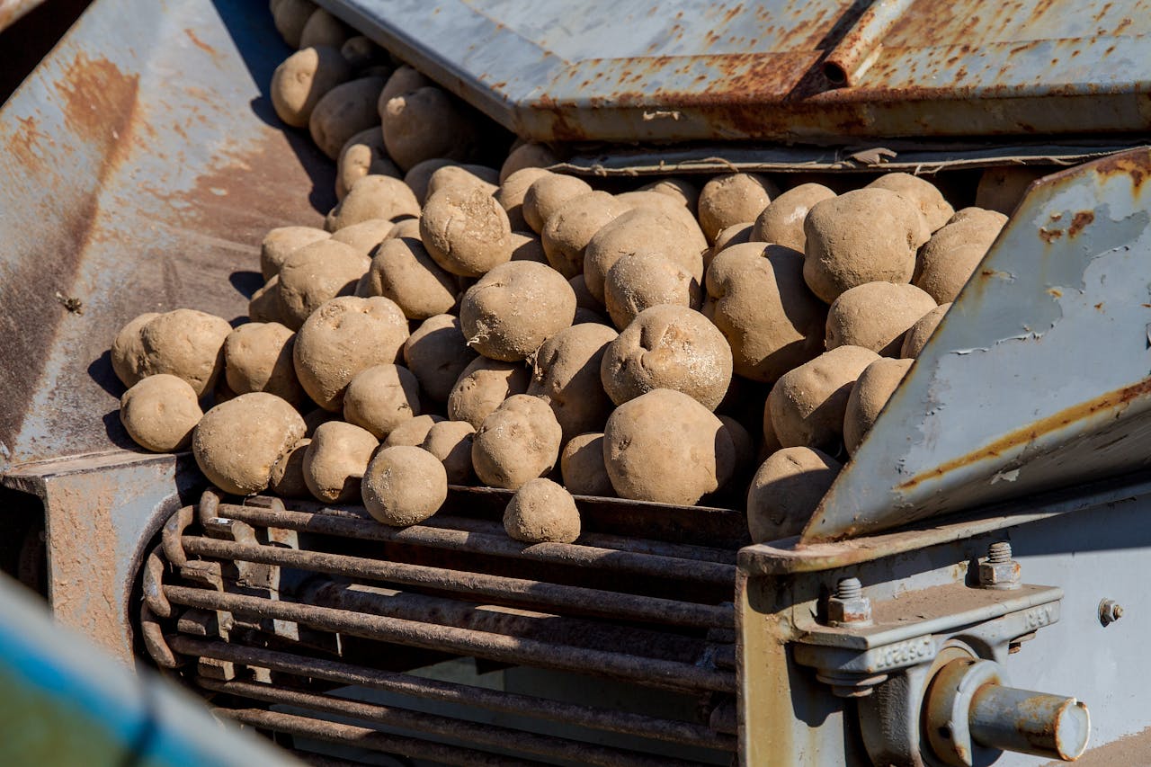 hero-img-02 Close-up of freshly harvested potatoes on a rusty conveyor machine outdoors, showcasing agricultural equipment.