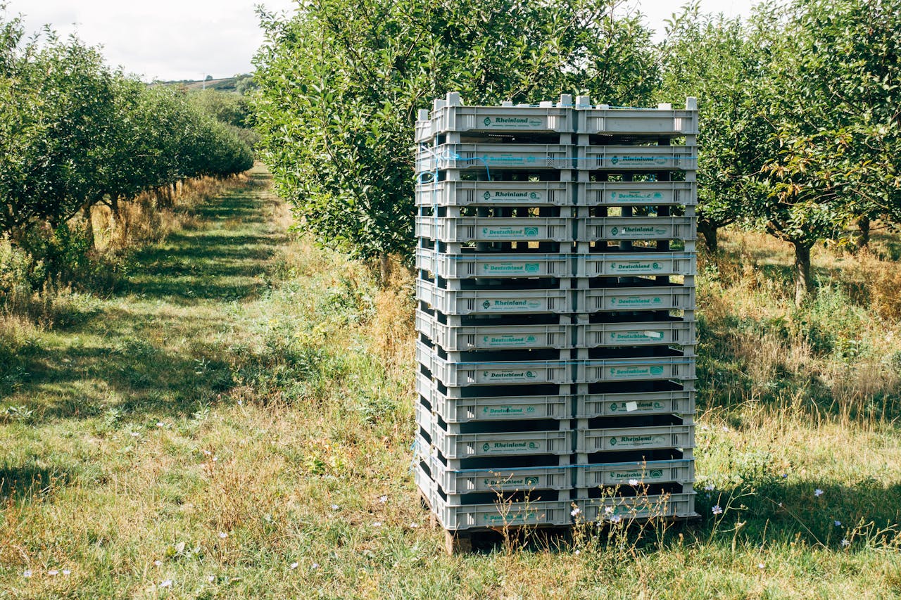 about-01 Plastic crates stacked in an orchard, surrounded by lush green trees.